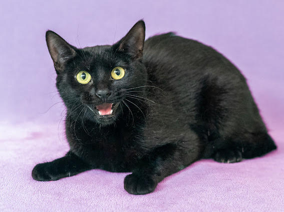 adopt