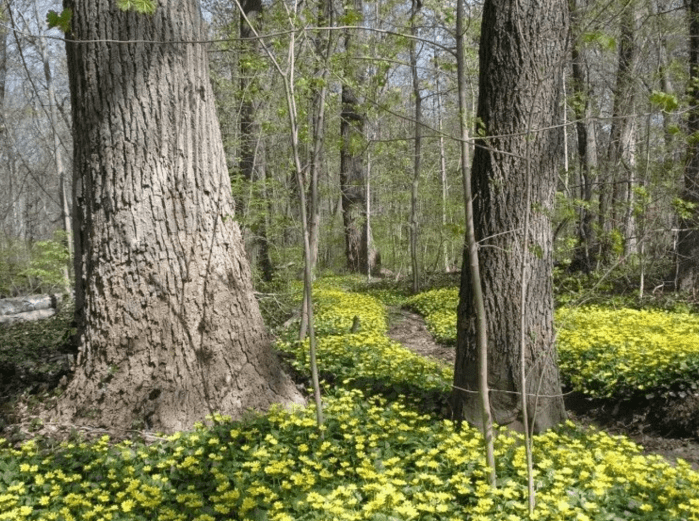 Two bills have been presented in the state legislature that would permit the swap of 2.5 acres from Kings Point Park for a parking lot in exchange for the 5.76-acre Wildwood facility.